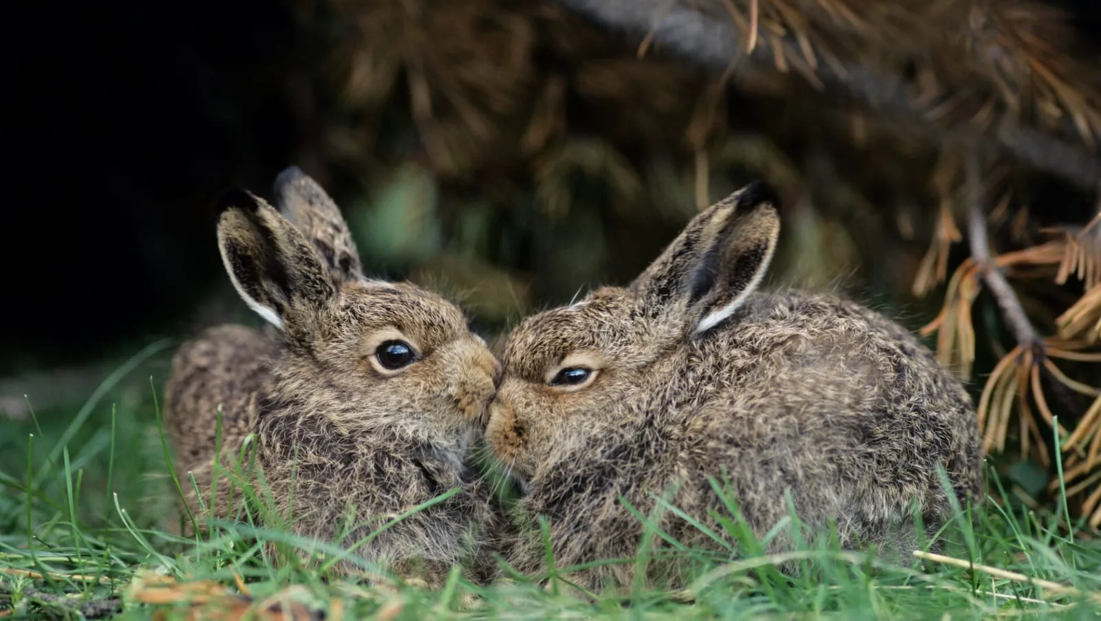 Rabbit with a grudge sitting next to another