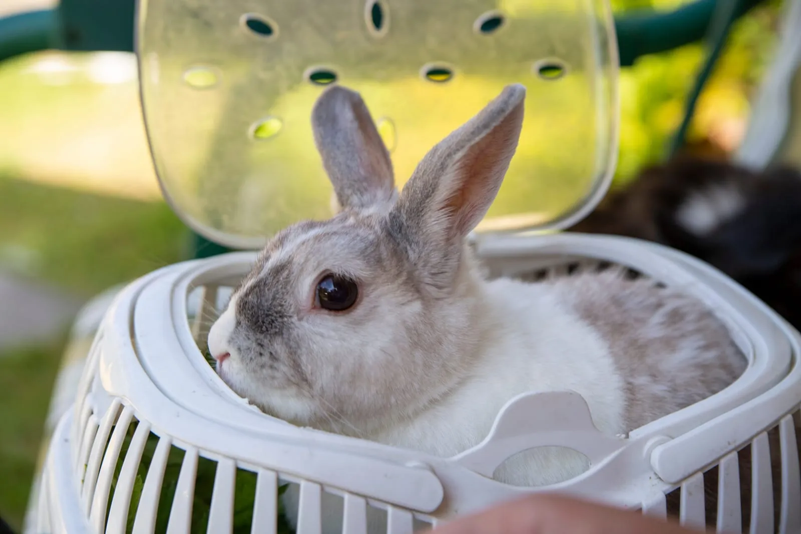 Rabbit in a carrier