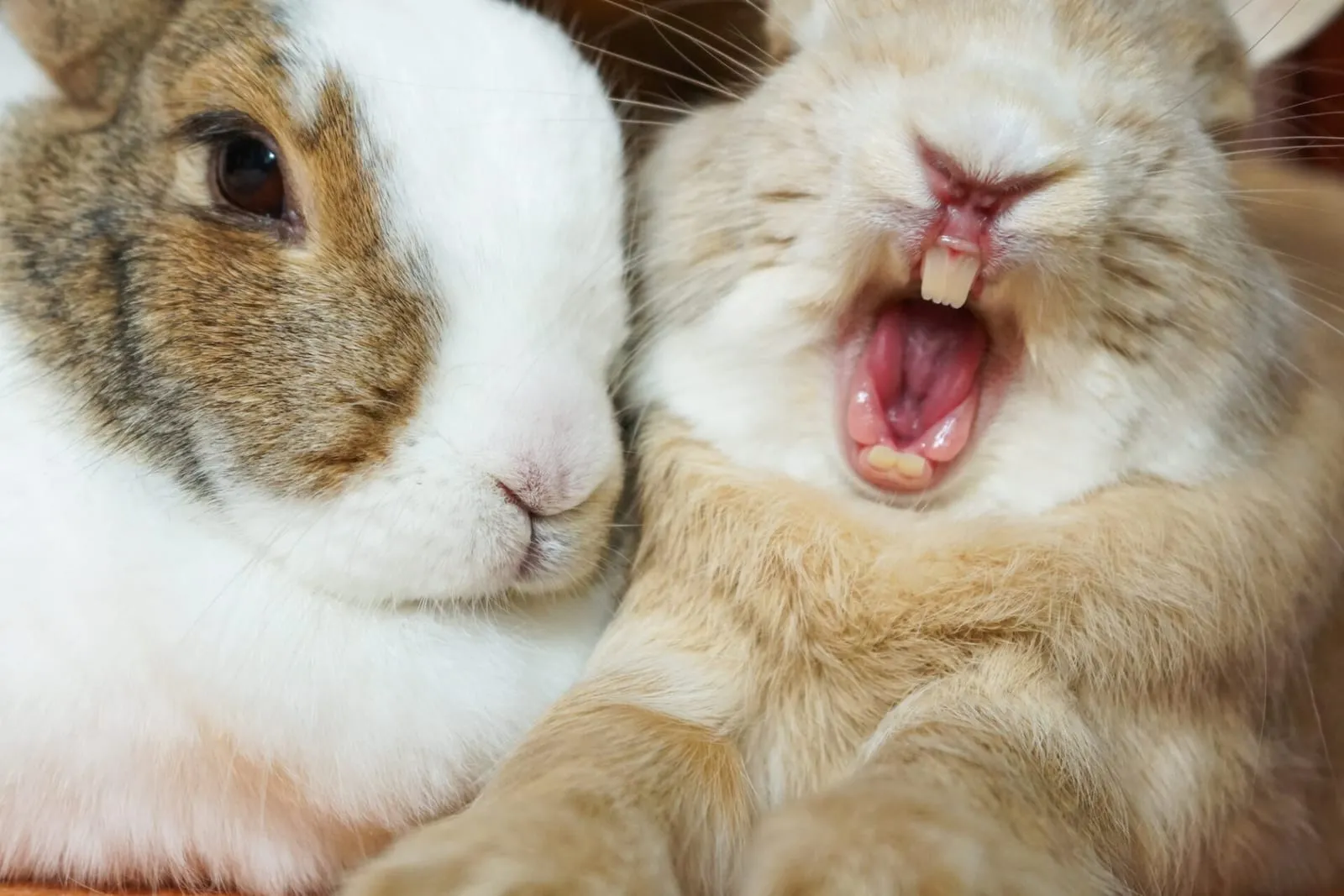 Two rabbits with one yawning
