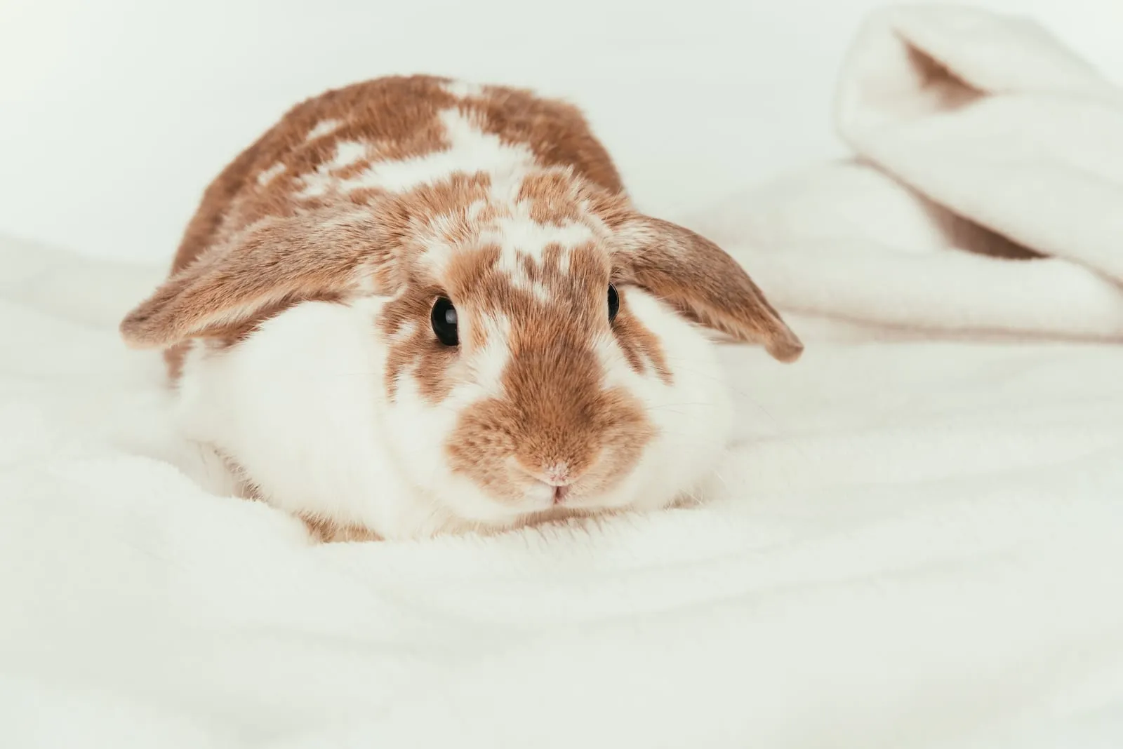 Rabbit sitting on a blanket