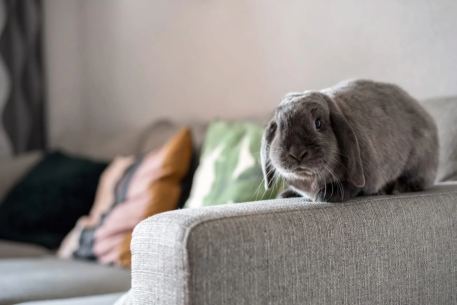 Rabbit sitting on a sofa arm