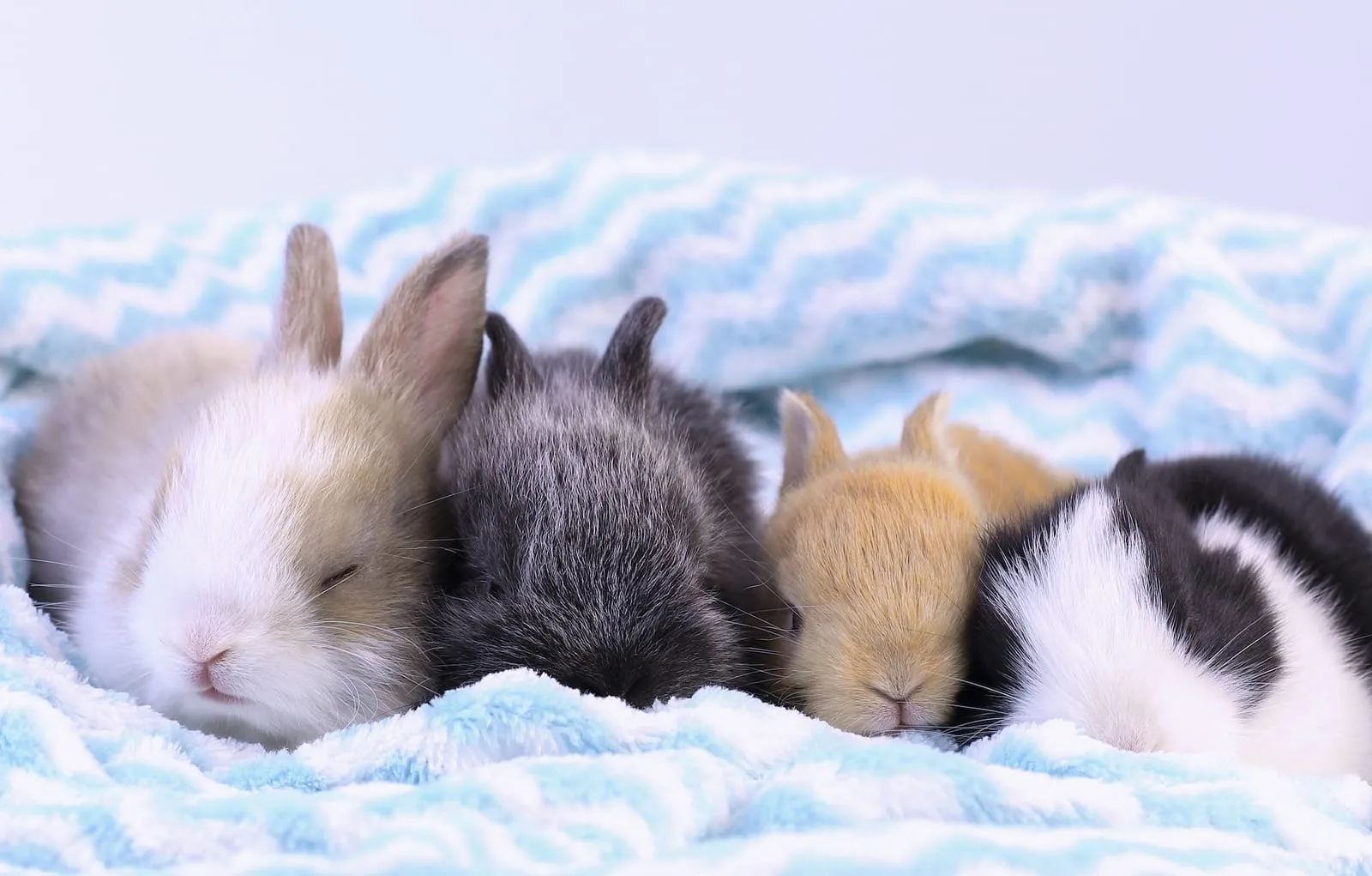Rabbits sleeping on a blanket