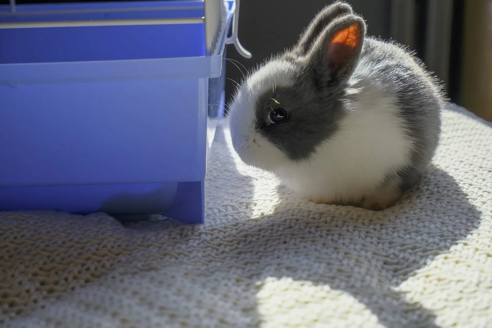Small rabbit sitting on a knitted blanket
