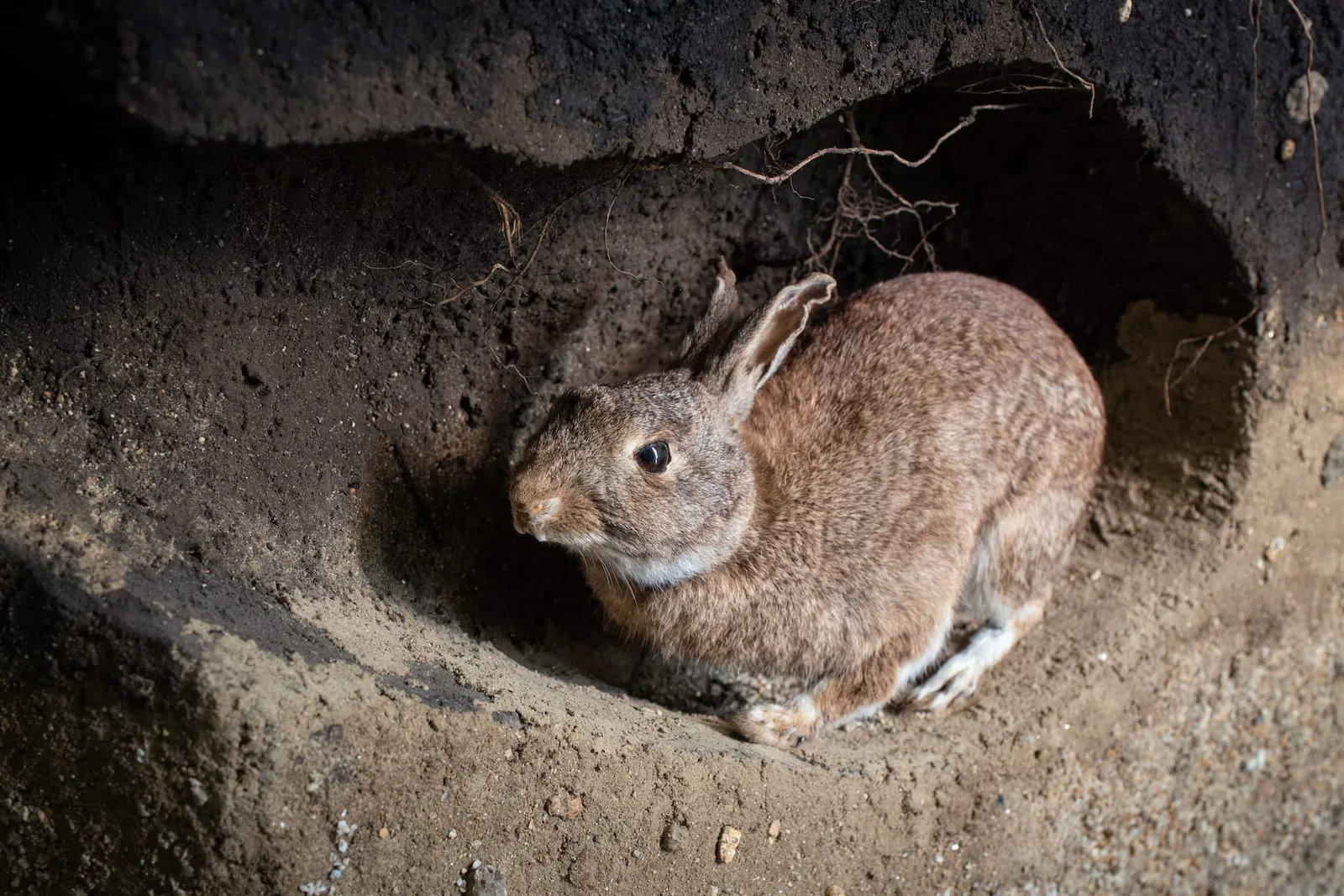 Wild rabbit inside burrow