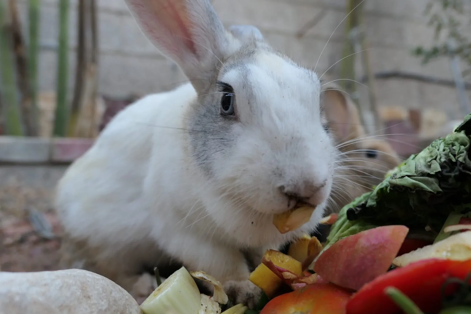 Closeup of rabbit eating food