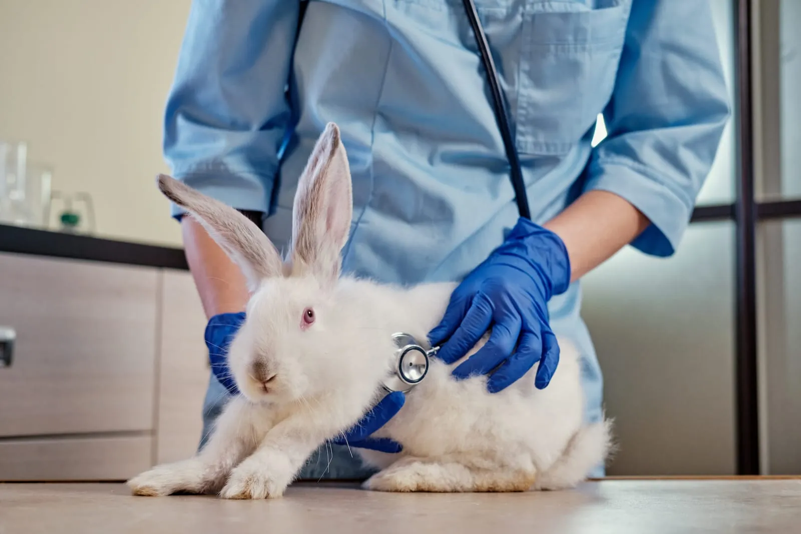 Rabbit being checked over by a vet