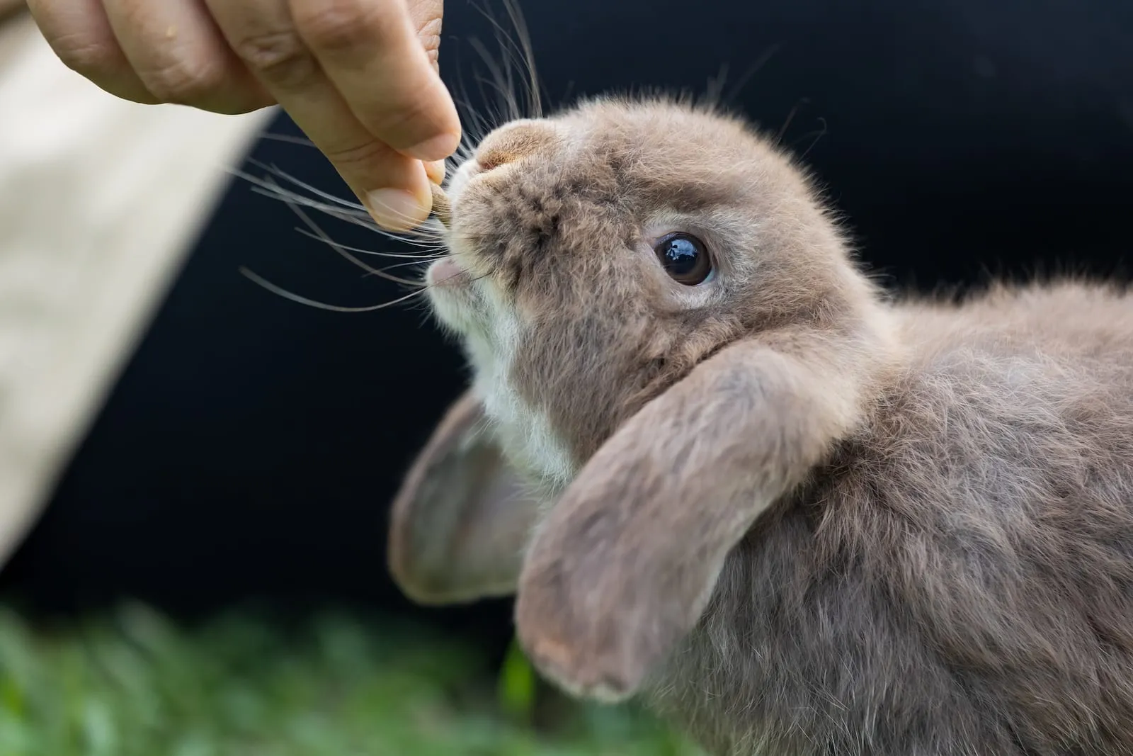 Rabbit being fed pellets outside