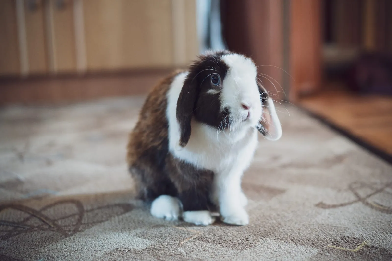 Rabbit sitting in a room