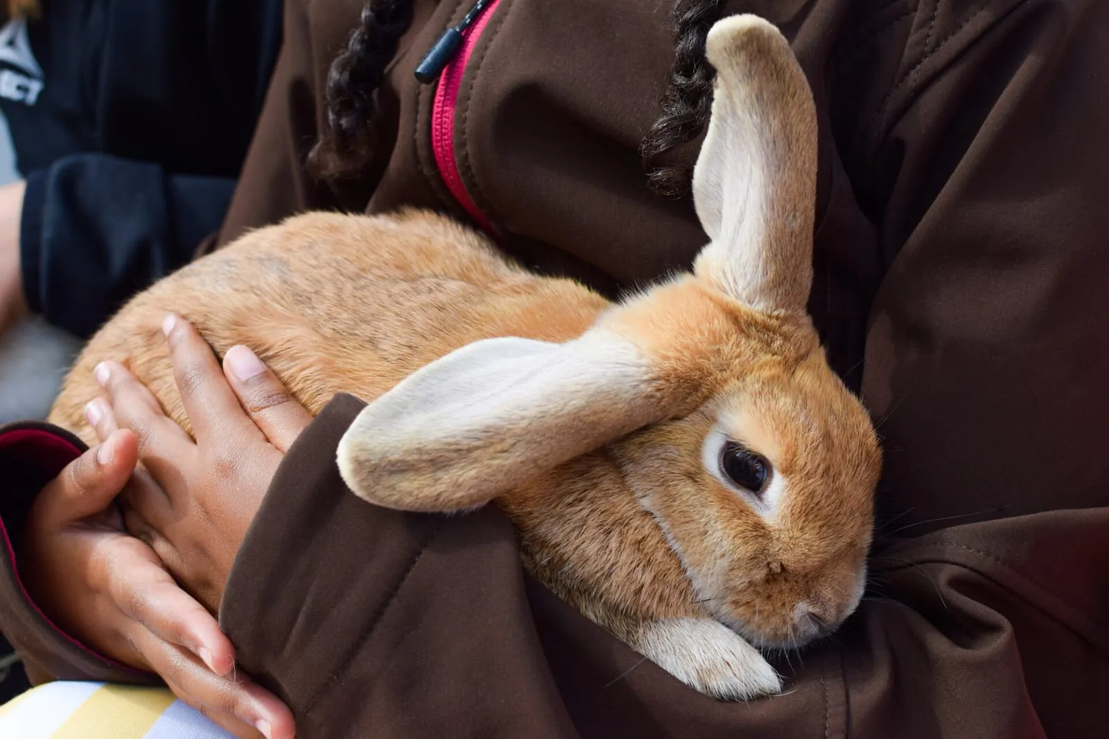 Rabbit being held by a child