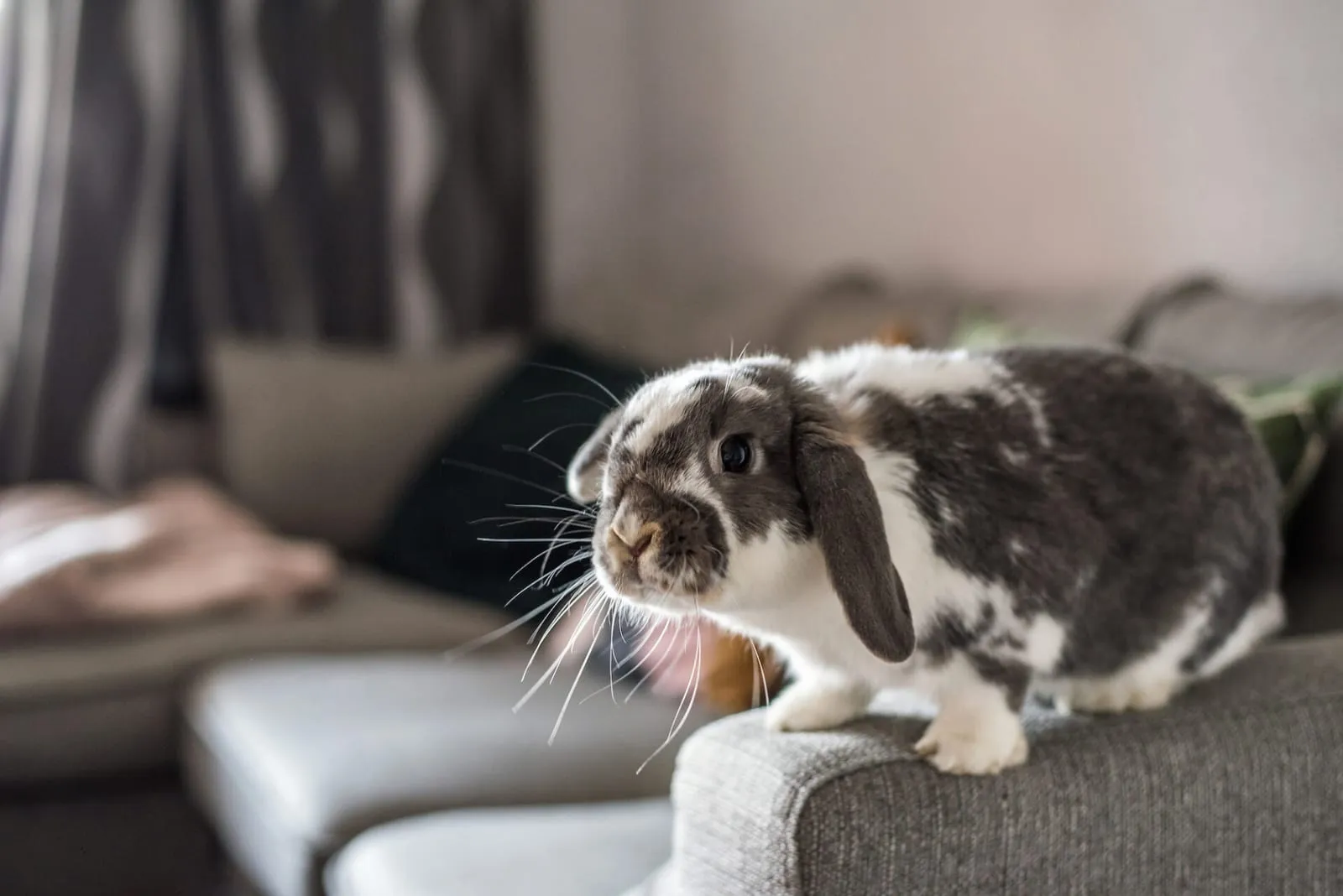 Rabbit posing for a picture on a sofa arm