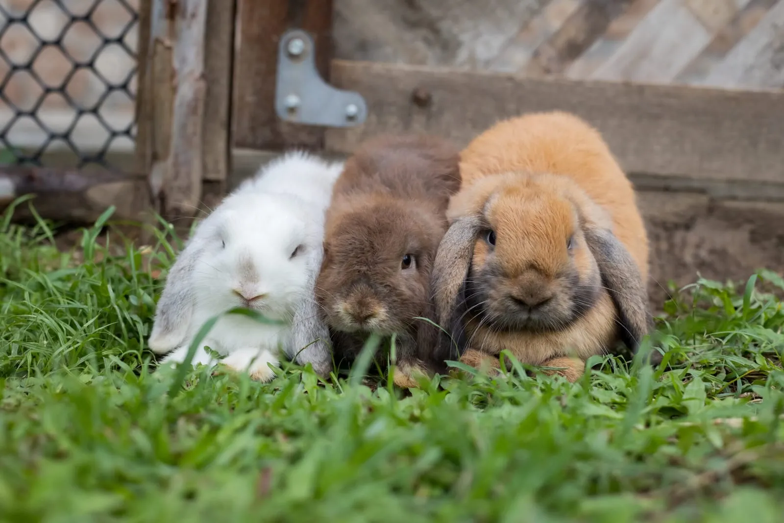 Rabbits huddled next to each other on grass