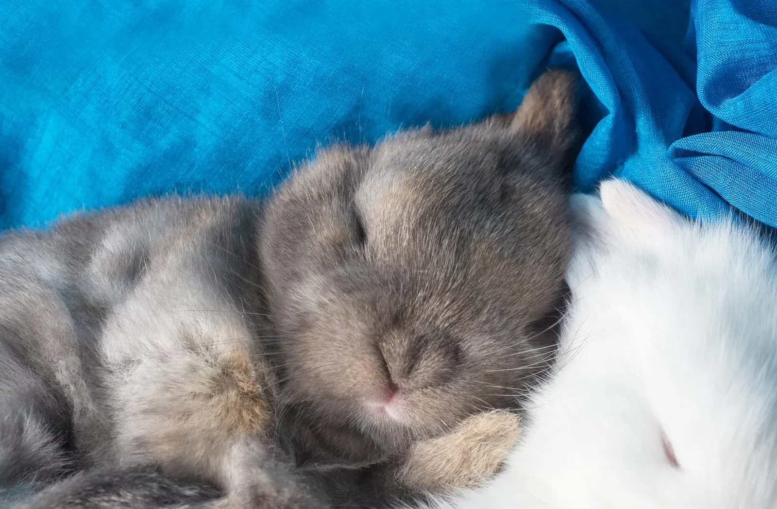 Baby rabbit sleeping