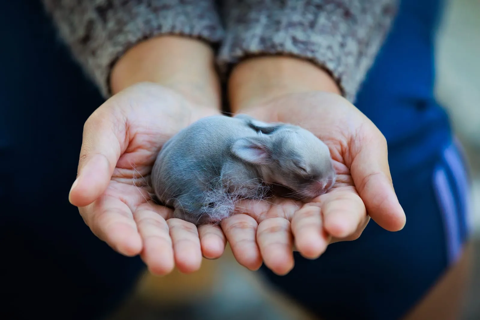 Newborn baby rabbit sleeping in person's hands