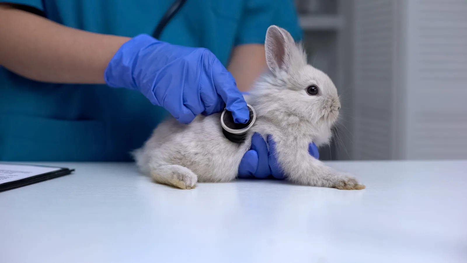 Rabbit being inspected by a vet