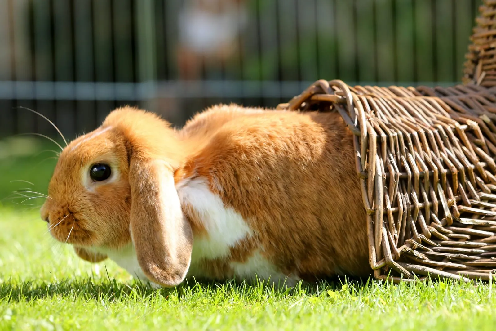 Rabbit peeking out of a wicker rabbit house