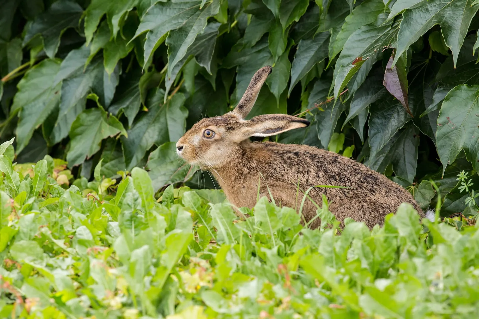 Scared wild rabbit next to a bush