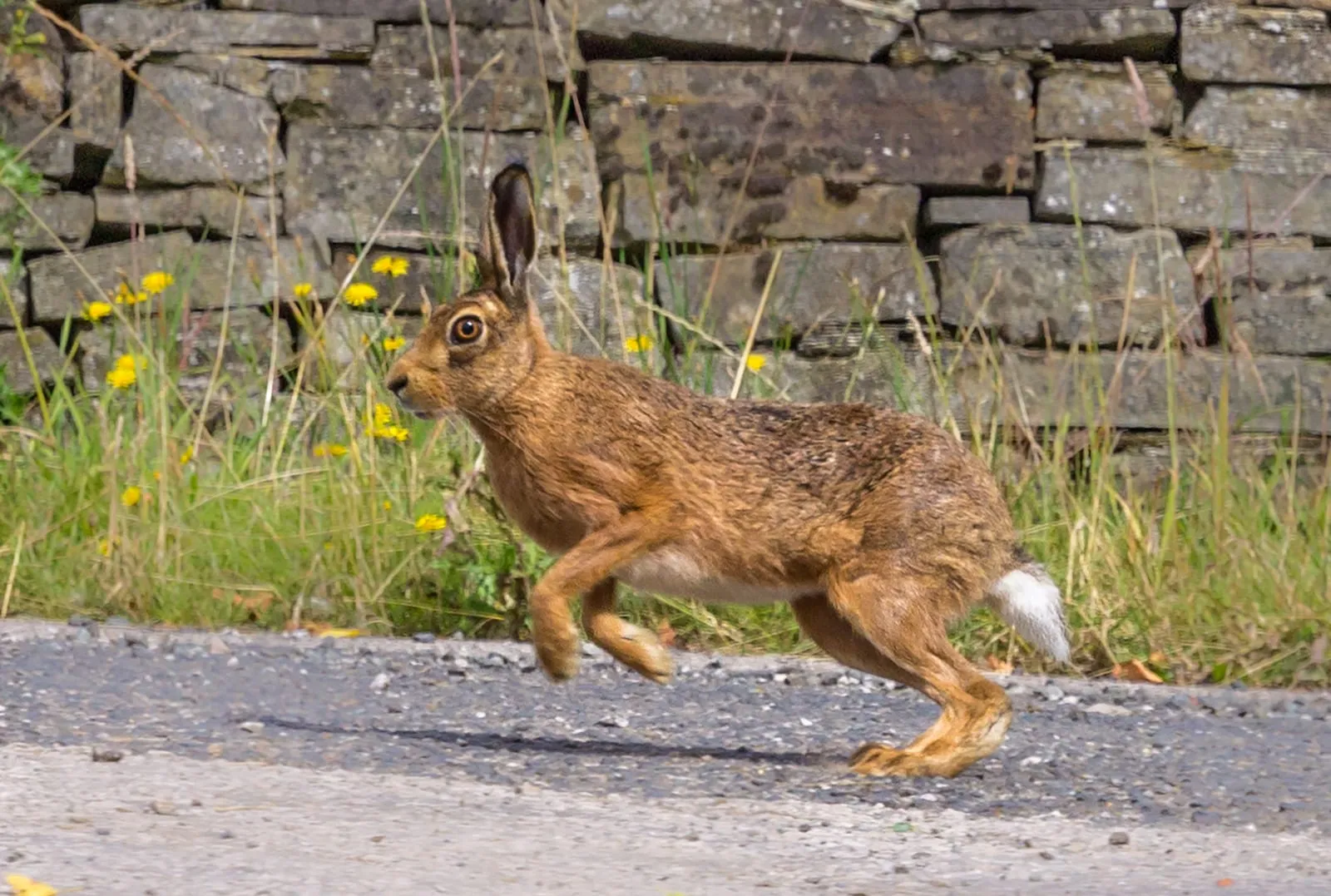 Wild rabbit running on a road