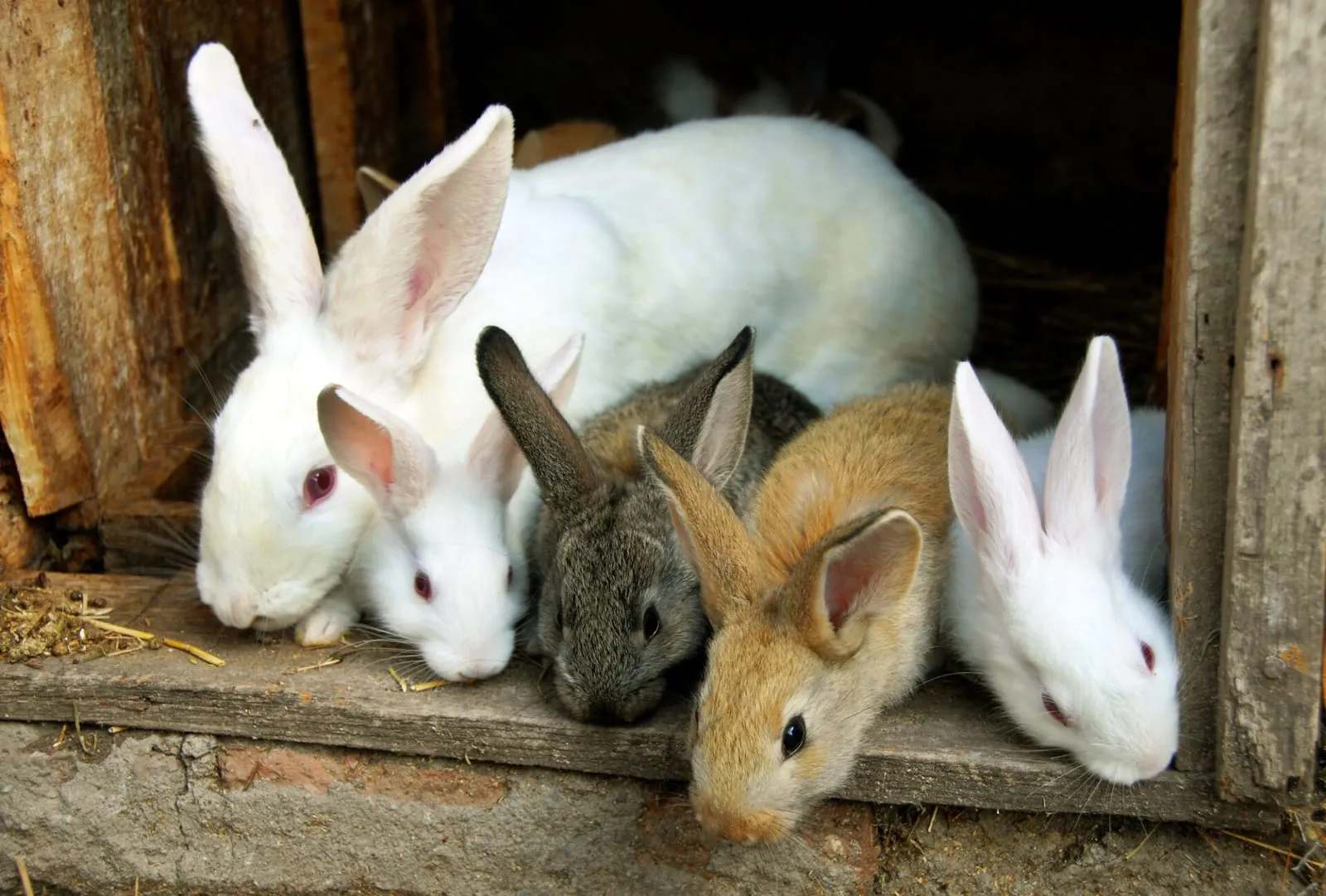 Cute rabbit family standing next to each other