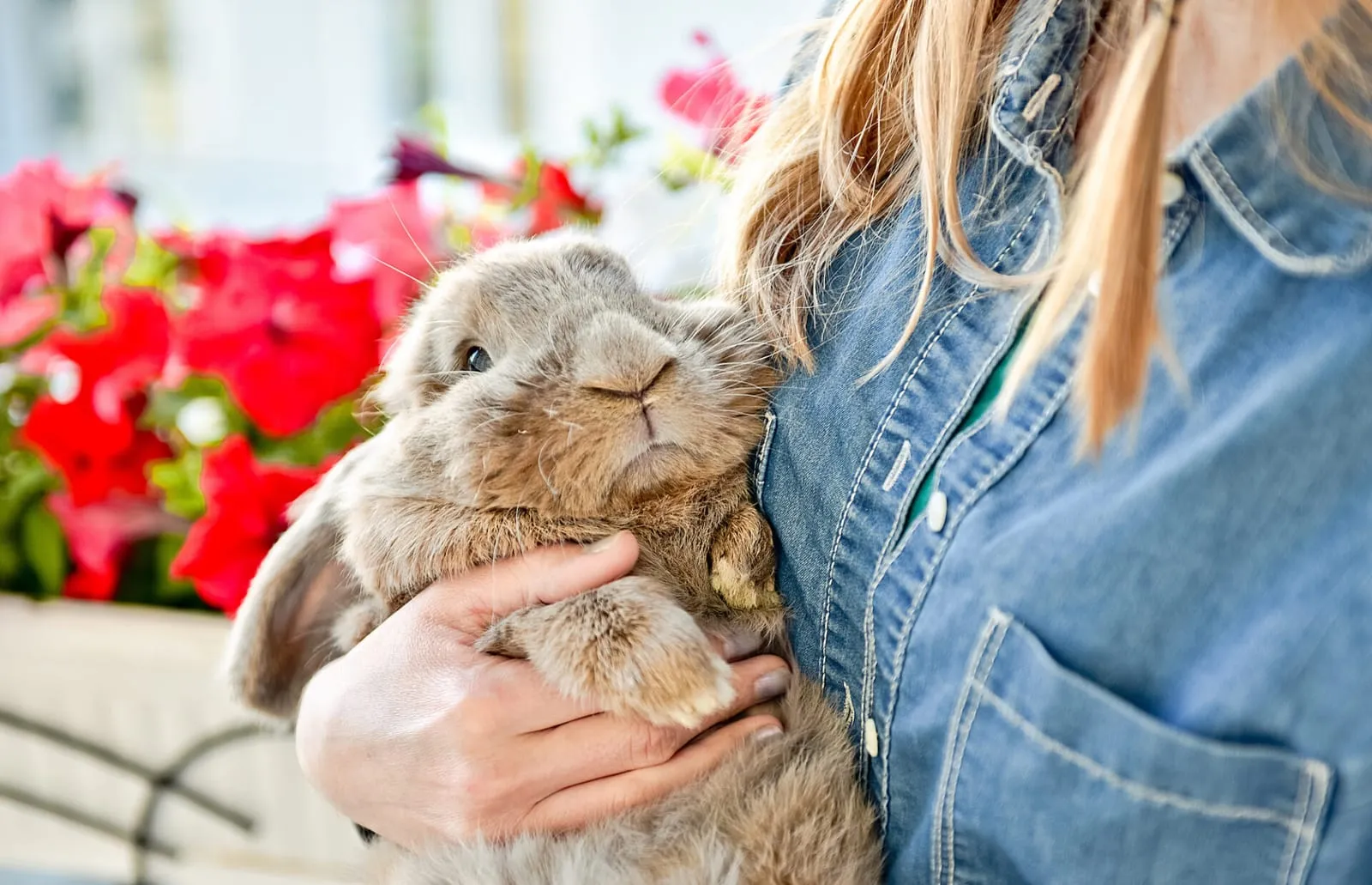 Rabbit being hugged by owner