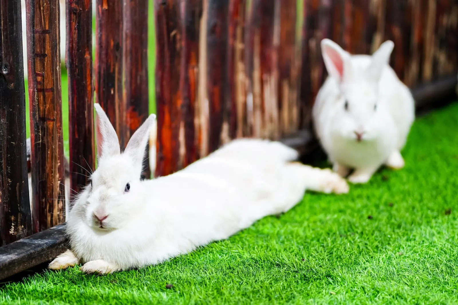 Rabbit lying down with another sitting next to it