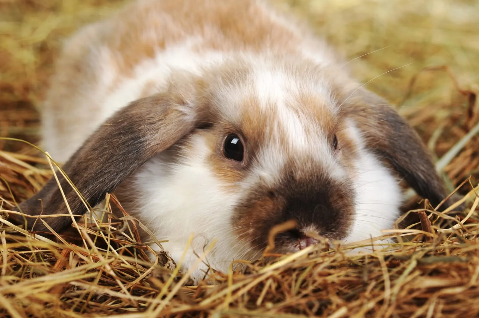 Rabbit lying down on hay