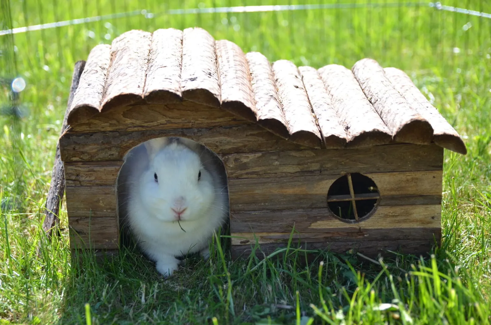 Rabbit outside inside a tiny house