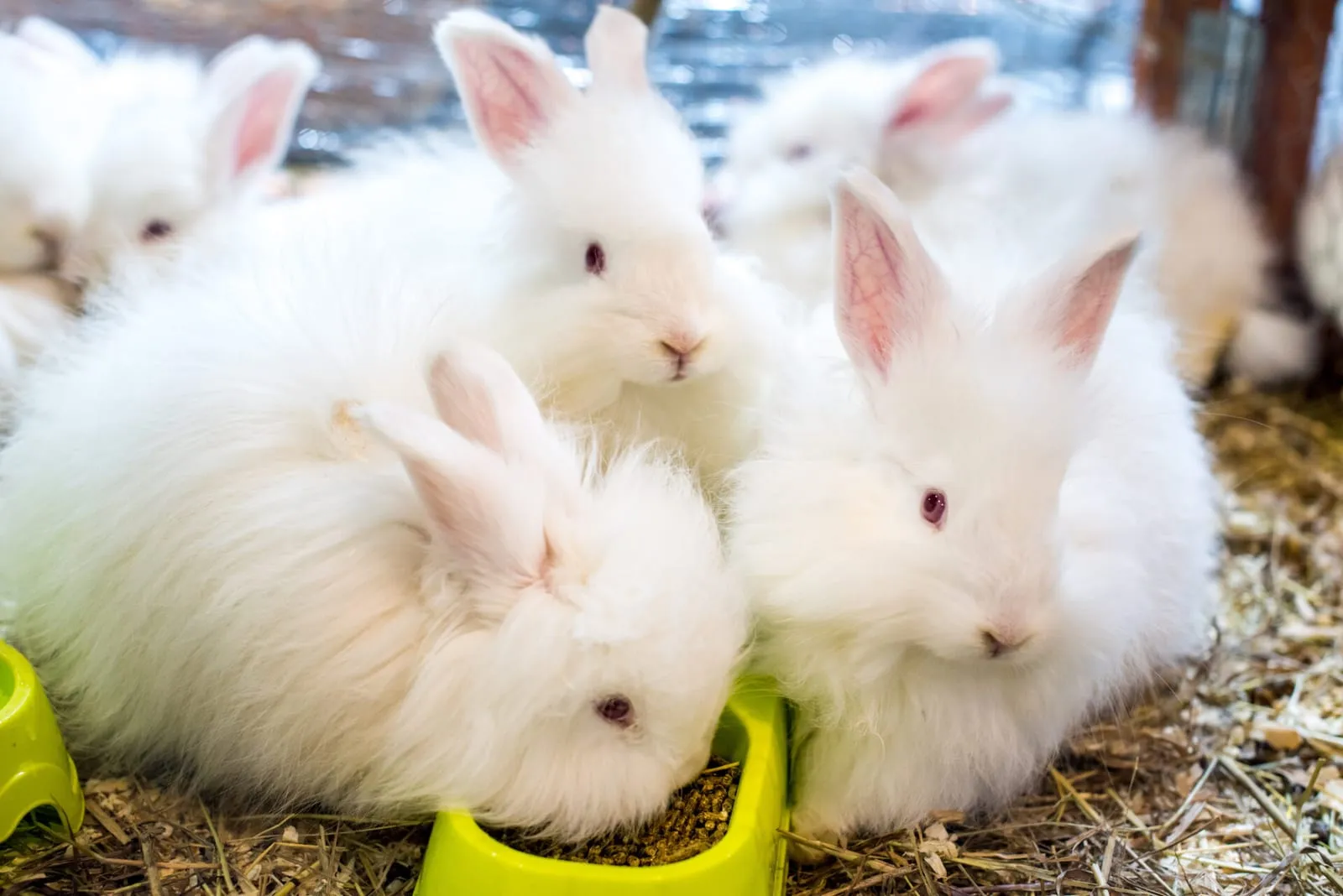 Rabbit siblings eating next to each other