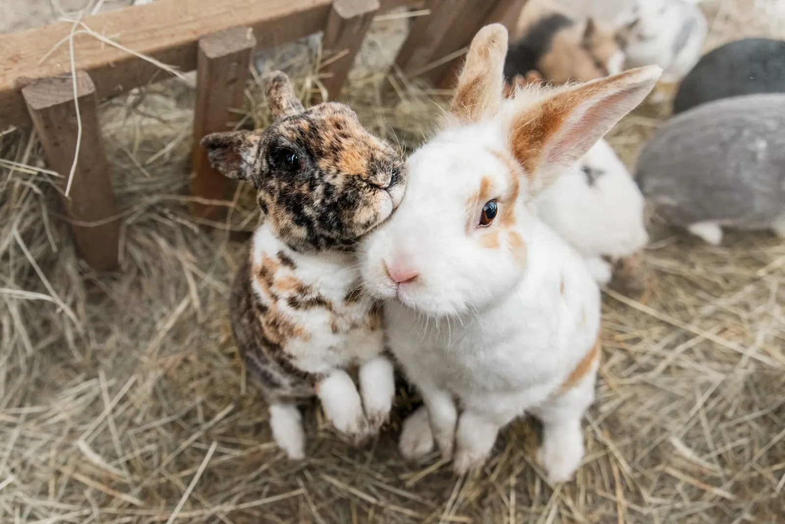 Two rabbits on back legs begging for food