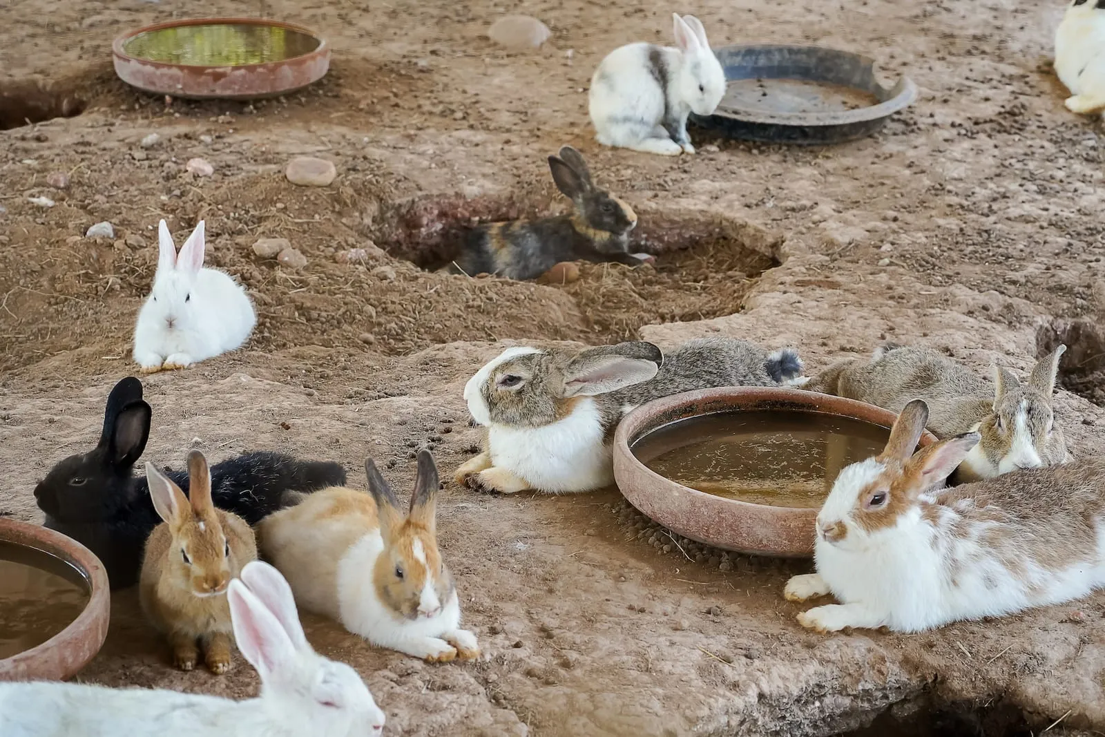 Bunch of rabbits resting after digging