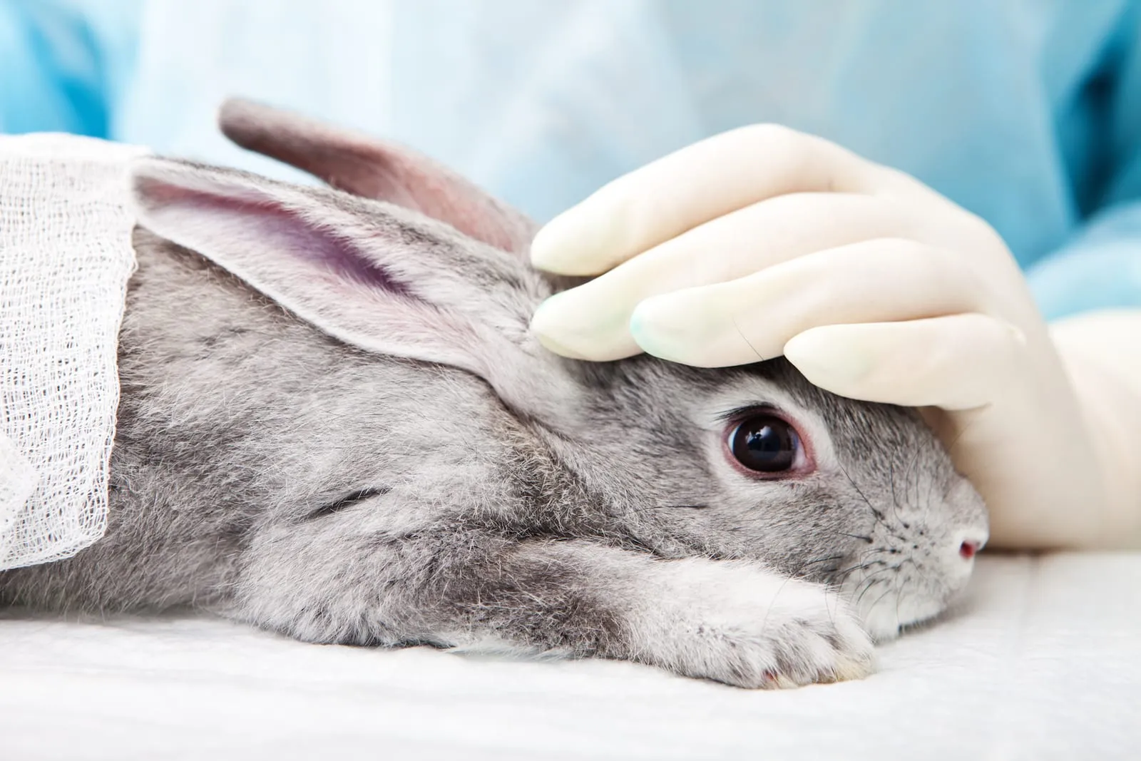 Rabbit at a vets