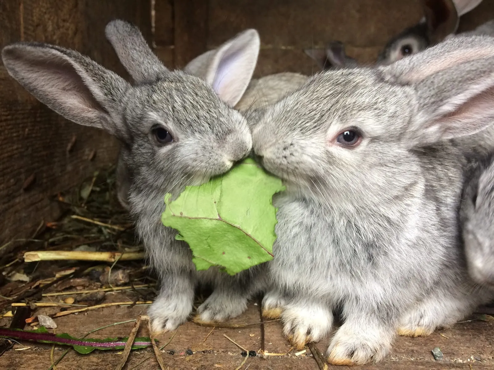 Two rabbits eating a cabbage leaf