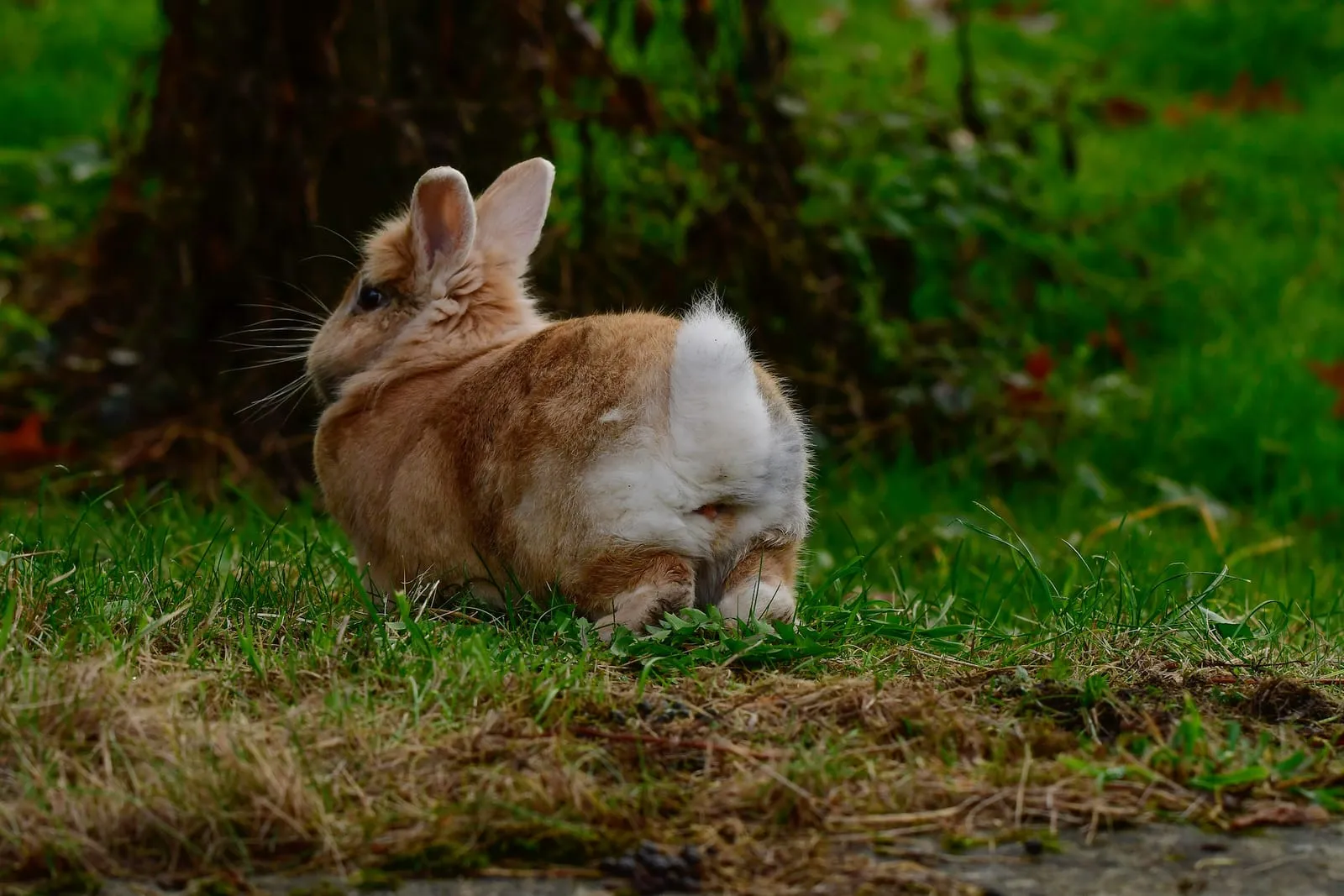 Rabbit running away in a meadow