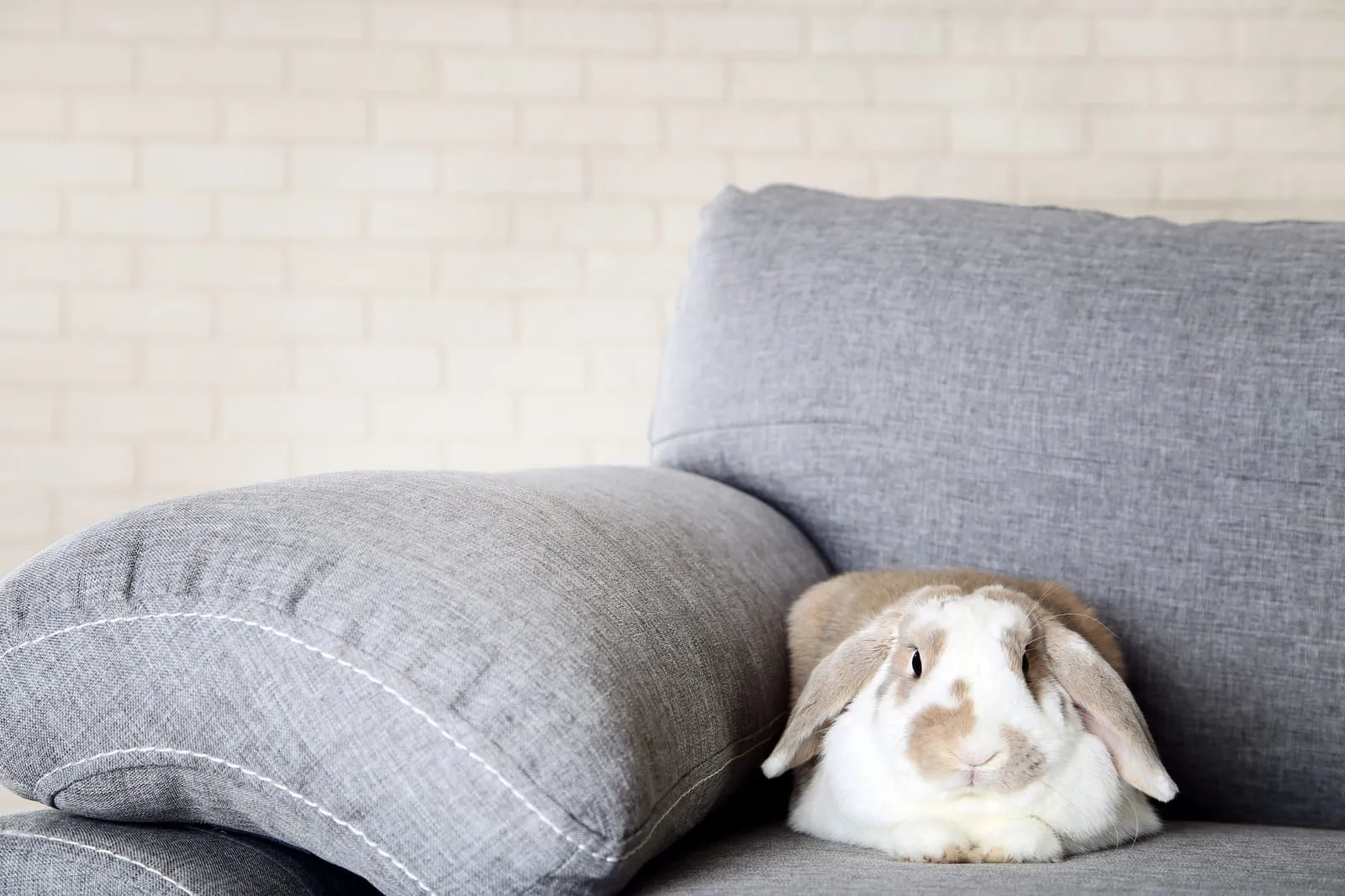 Rabbit sitting on a grey sofa