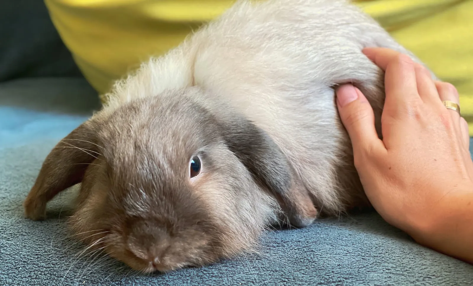 Rabbit sitting on a sofa being stroked