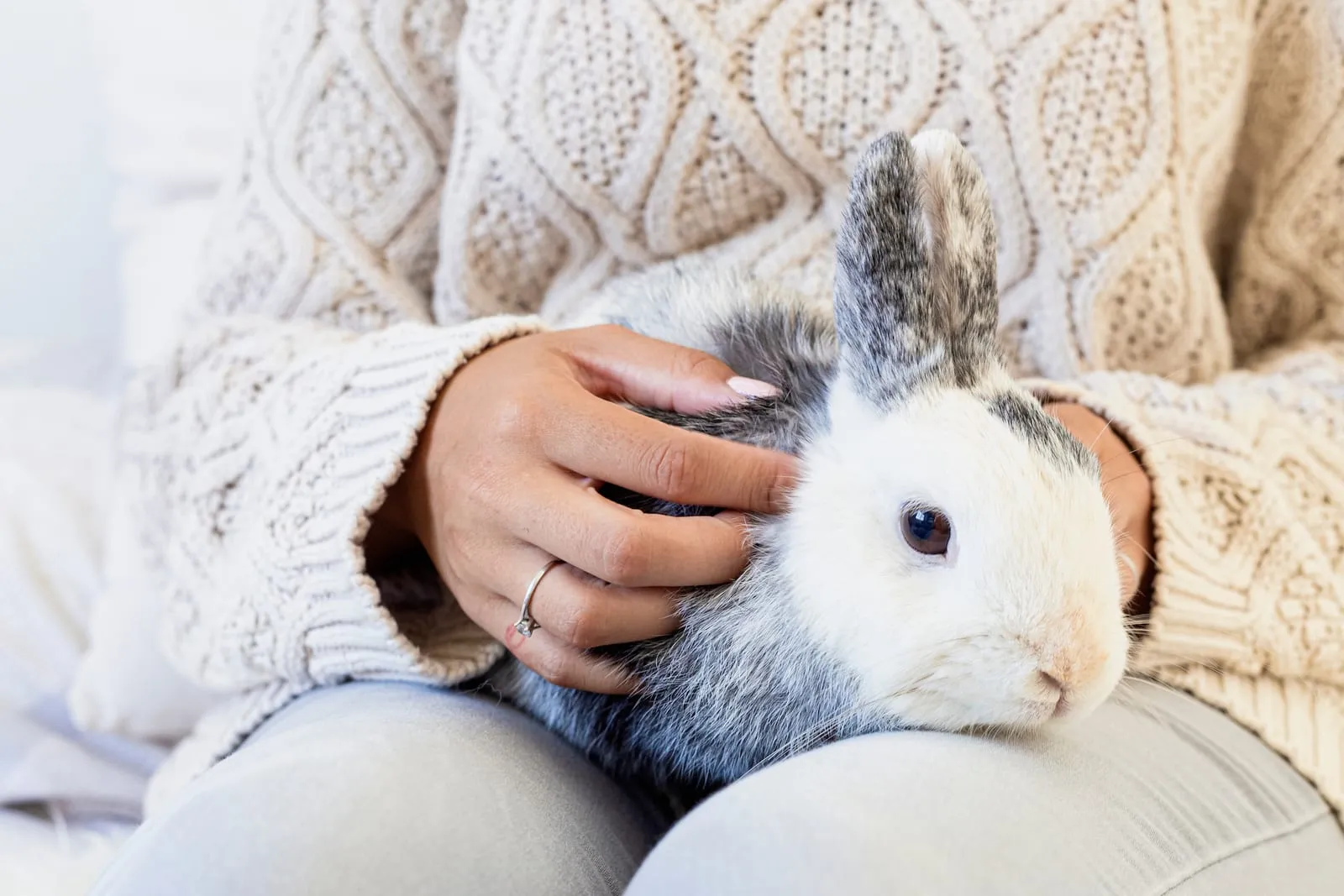 Rabbit being stroked on woman's lap