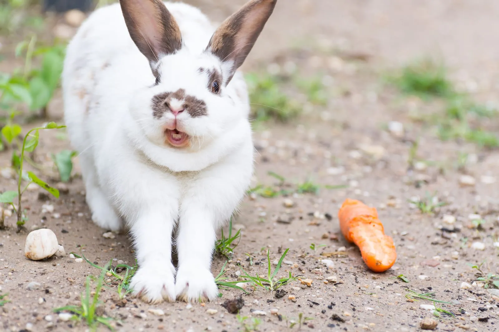 Rabbit stretching next to a carrot