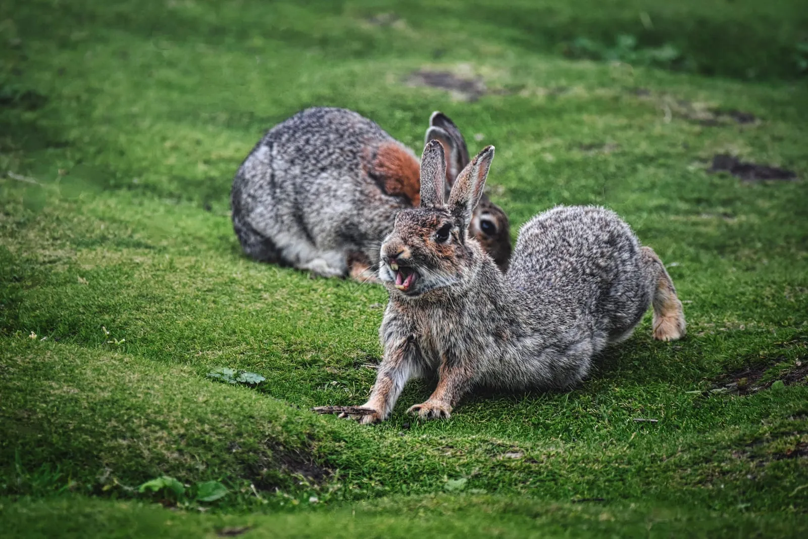 Rabbit stretching outside