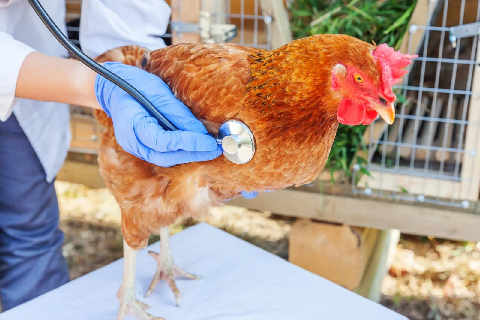 Chicken being checked by a vet