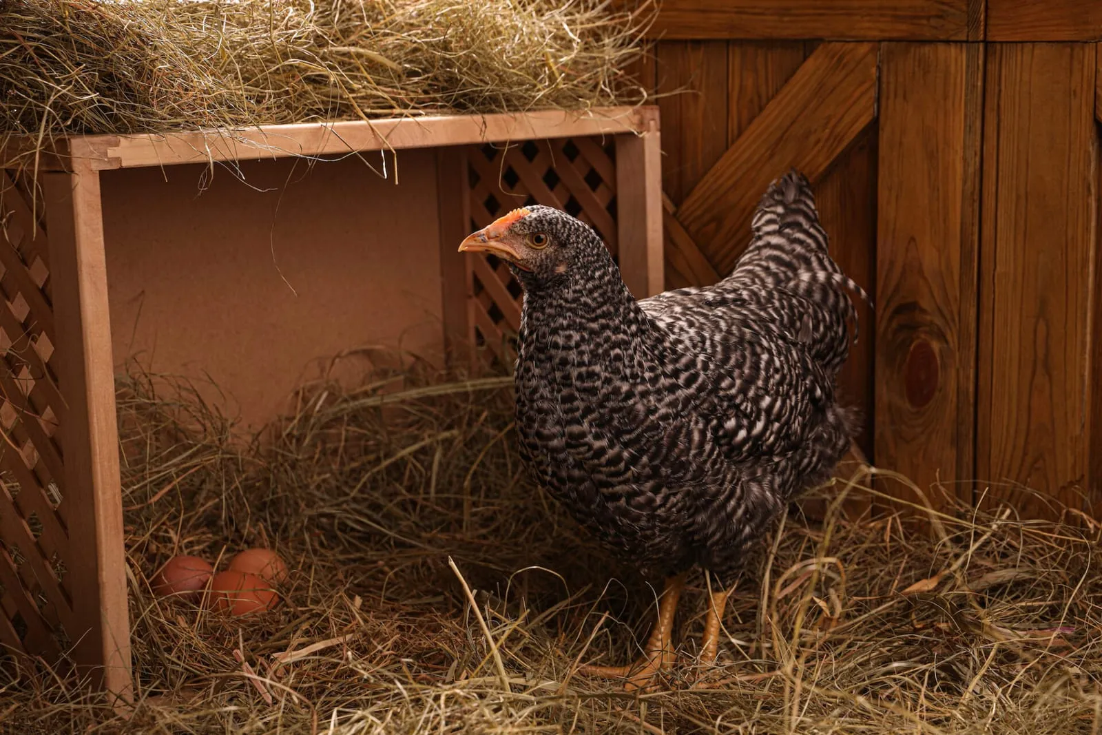 Chicken next to a nesting box with eggs