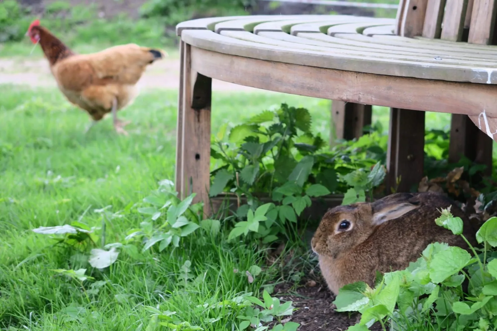 Chicken and rabbit under bench on a field
