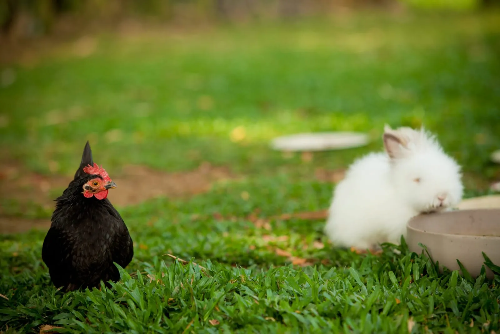 Chicken and rabbit on a field together