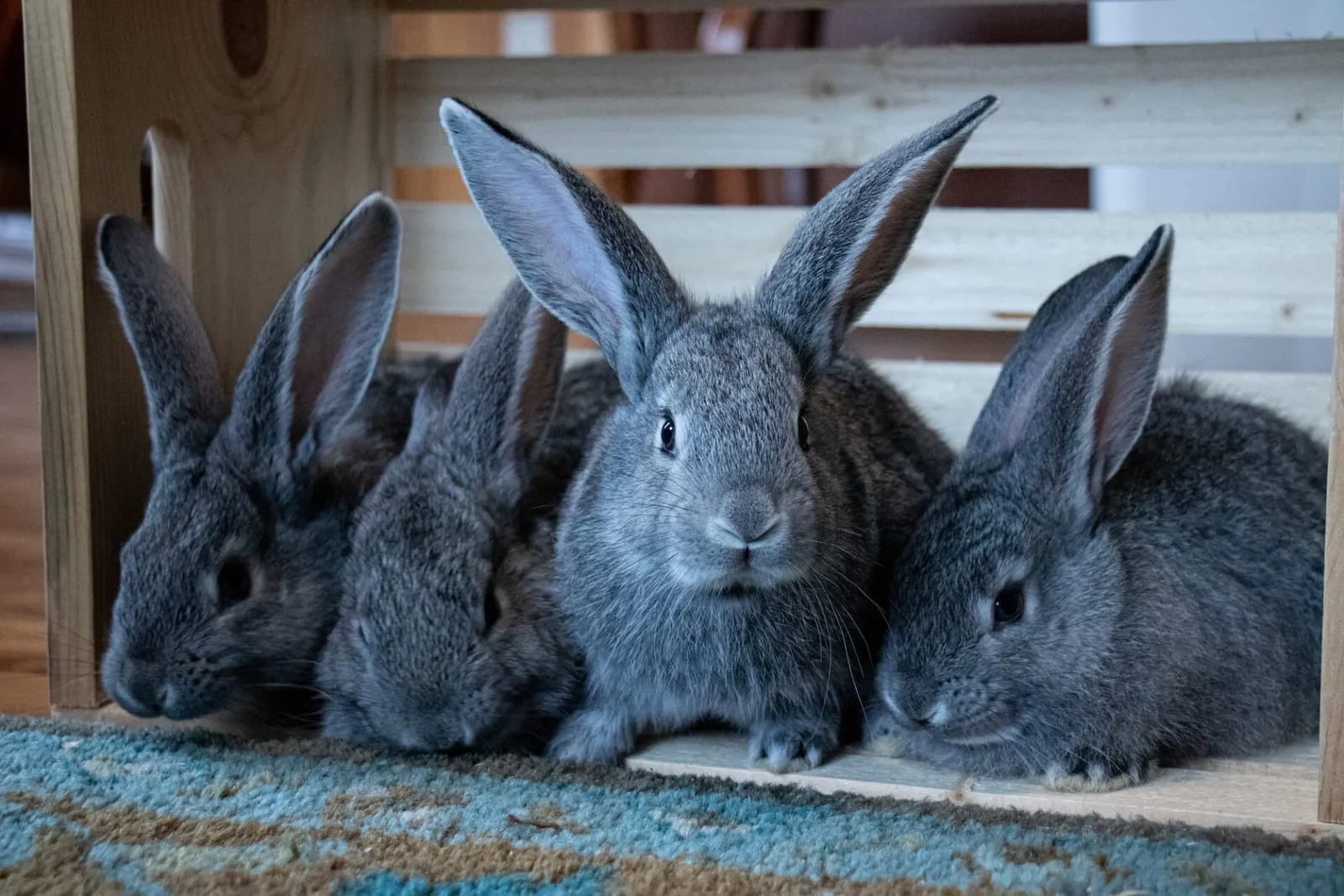 Four rabbits sitting next to each other