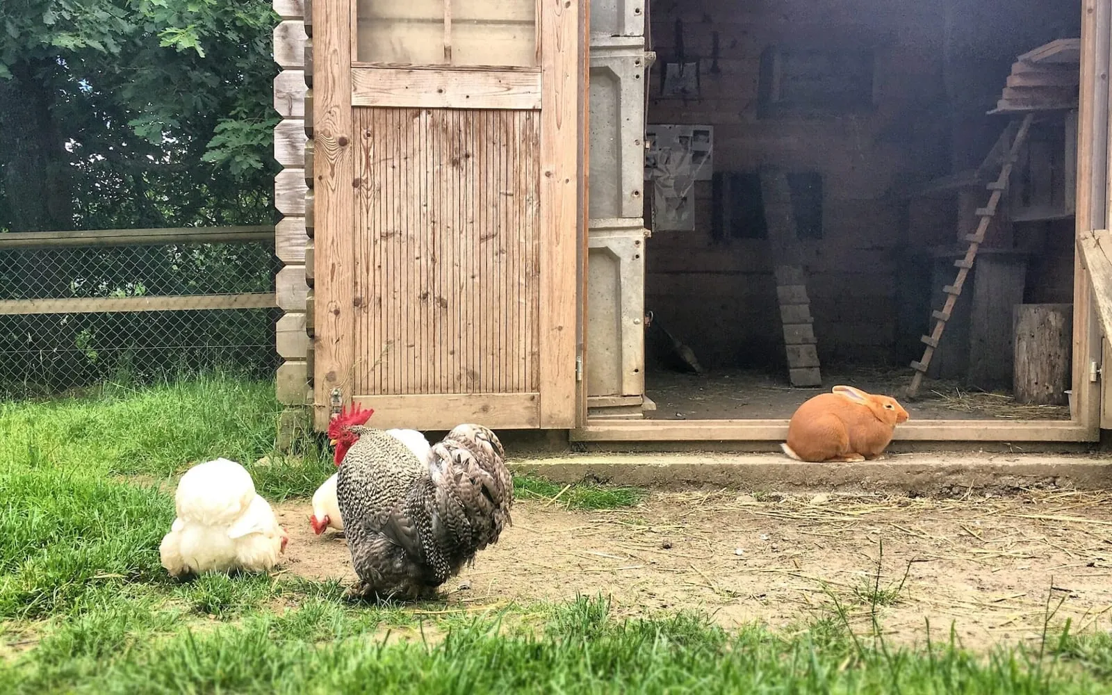 Rabbit and chicken next to each other at a barn