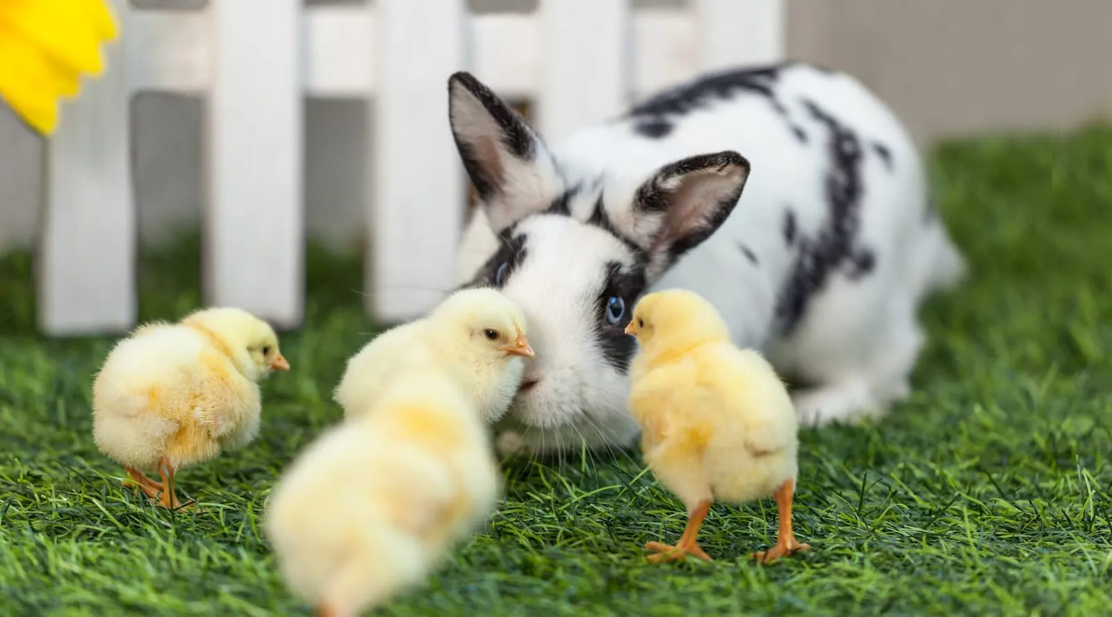 Rabbit and chicks