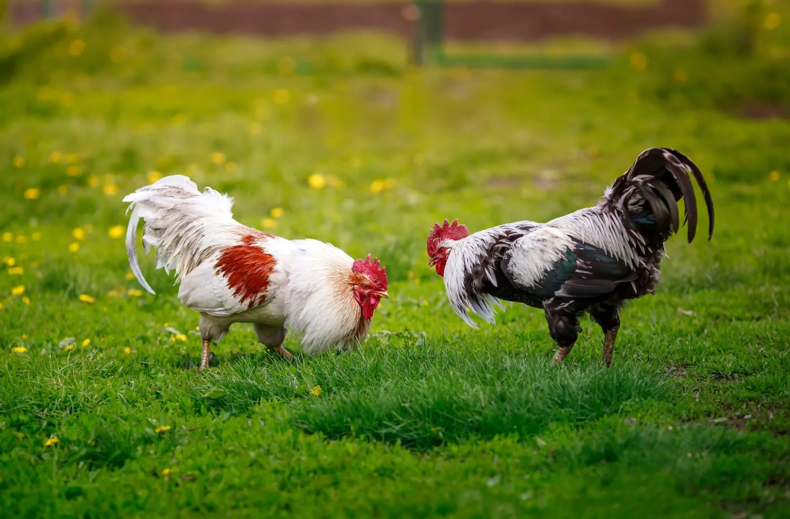 Two roosters on grass looking at each other