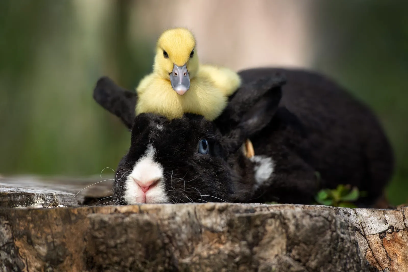 Duckling sitting on rabbits head