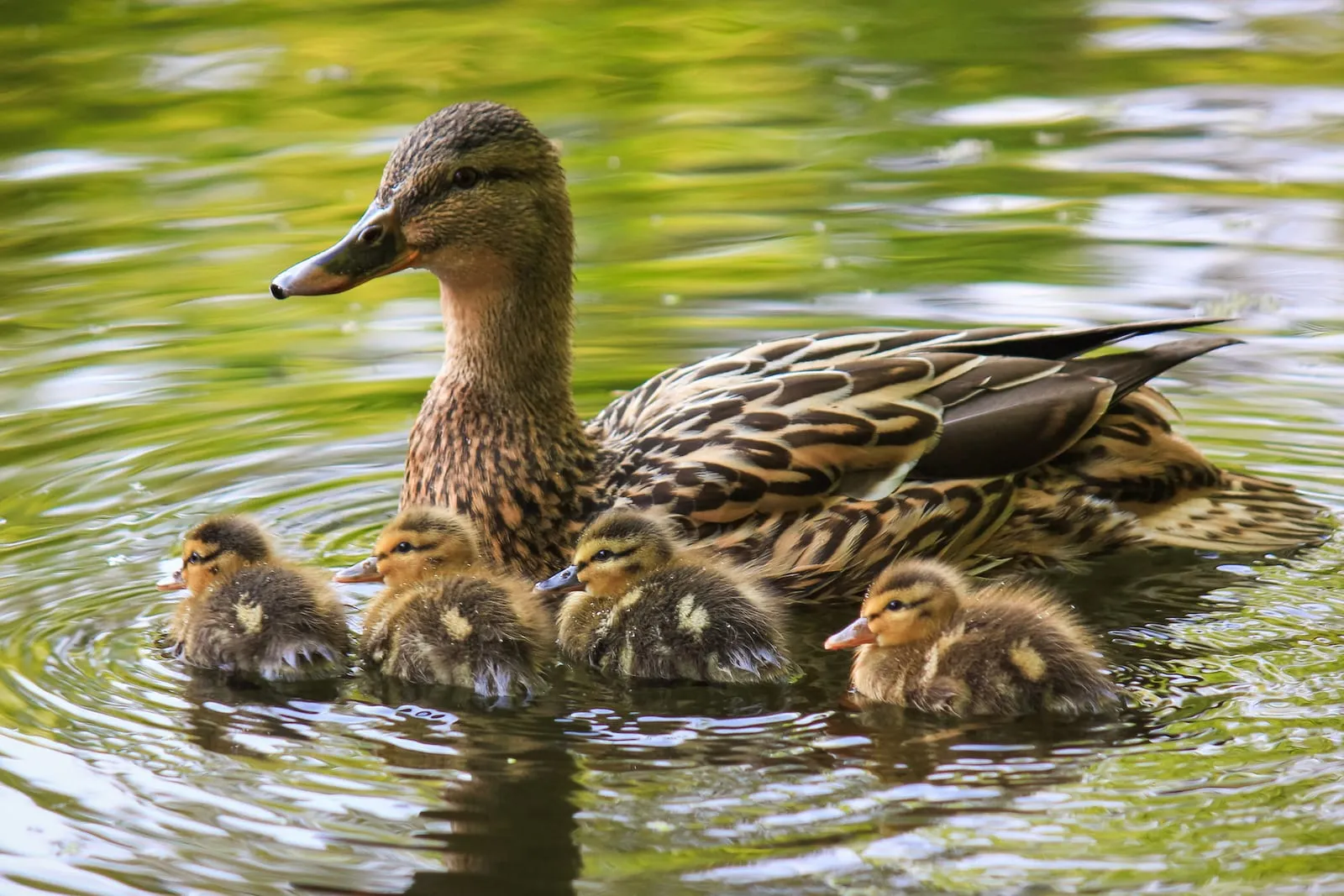 Ducks and ducklings swimming in a lake