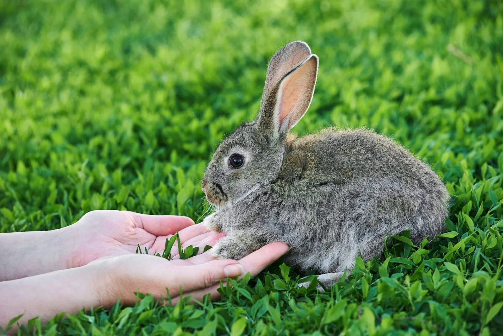 Rabbit holding hands with woman