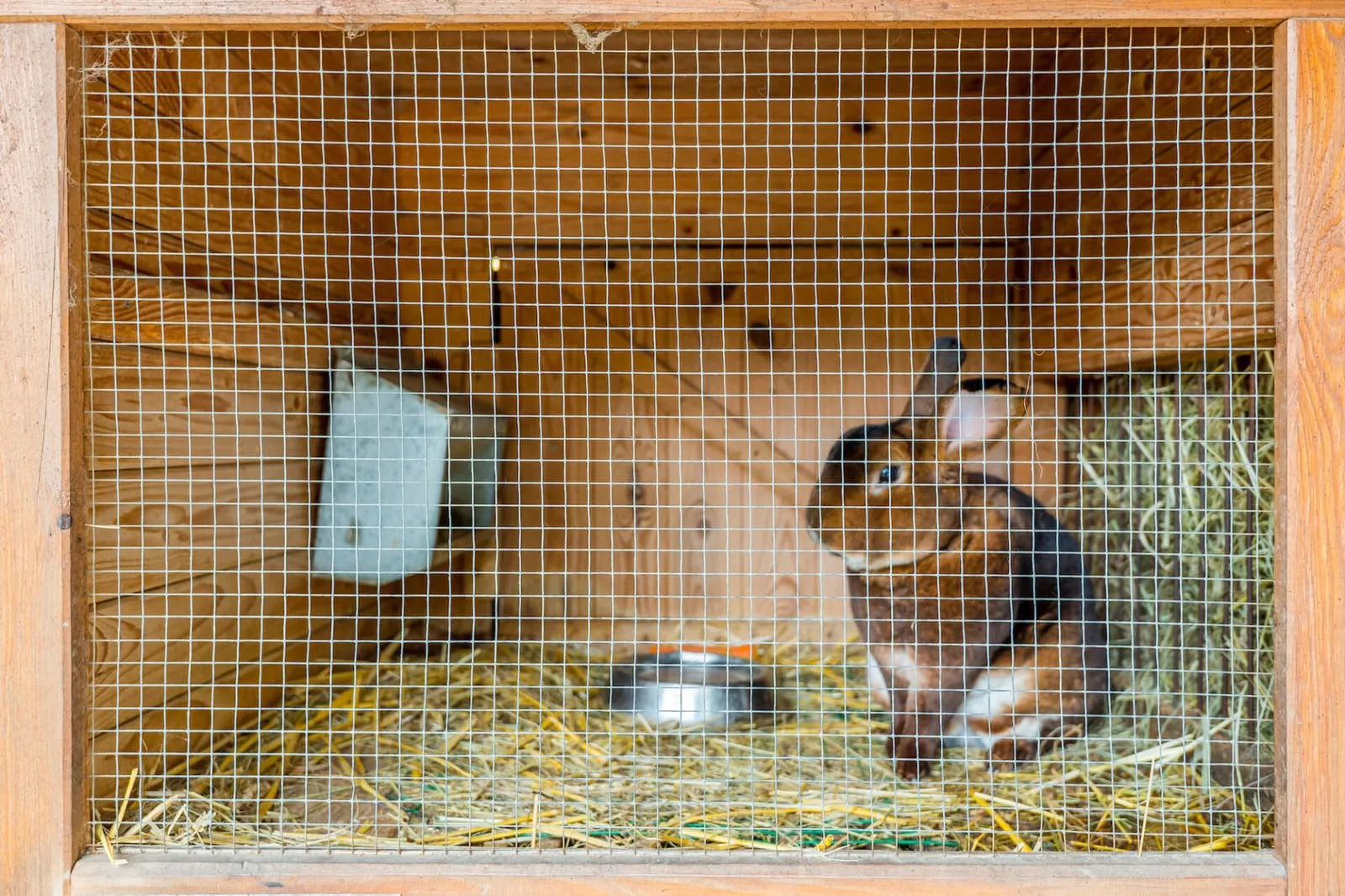 Rabbit sitting in a cage by itself