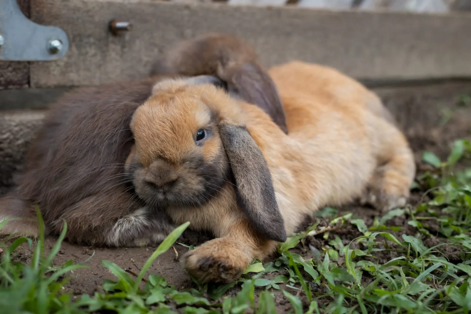 Rabbits lying down next to each other